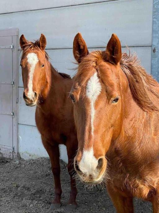דירות ברחן אופ זום Bed Met Paard מראה חיצוני תמונה